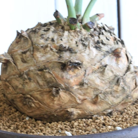 エンセファラルトス　ホリダス