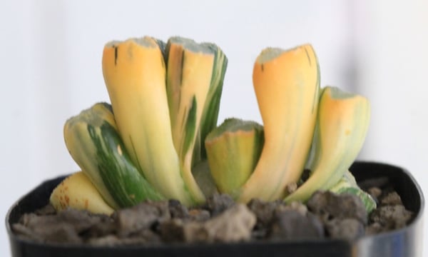 【良株】亀甲オベサ　発根済み hanayoshi-botanical