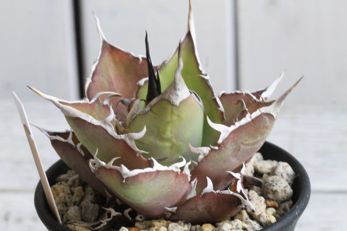 アテナータ　スーパーノヴァ　翡翠盤　アガベ　スーパーノバ アガベ アテナータ スーパーノヴァ 翡翠盤 アガベ アテナータ