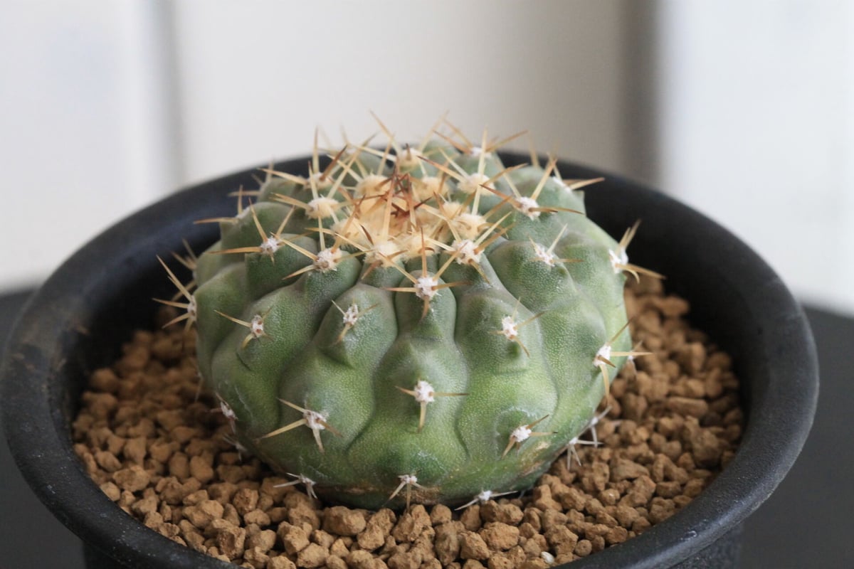 コルムナアルバ 実生 鉢植えメルカリ便送料込み コピアポア コルムナ アルバ（実生） | hanayoshi-botanical