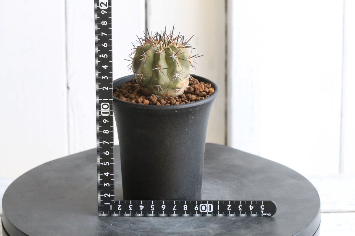 コピアポア マレッティアナ #224 コピアポア マレッティアナ | hanayoshi-botanical