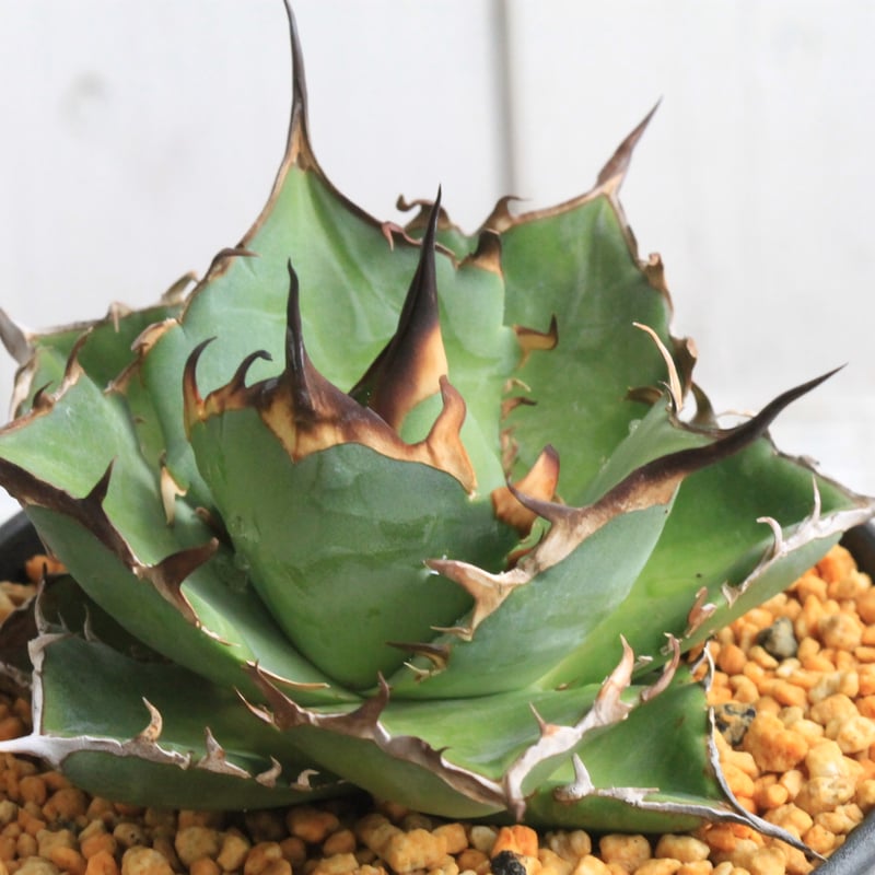 アガベ チタノタ ハデス | hanayoshi-botanical