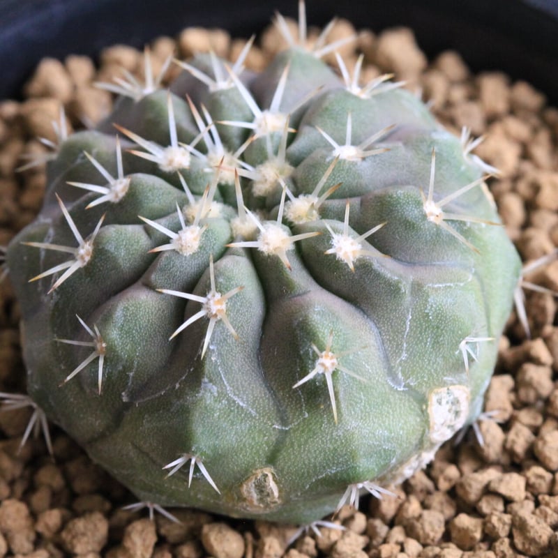 コルムナアルバ 実生 鉢植えメルカリ便送料込み コルムナアルバ 実生 鉢植えメルカリ便送料込み