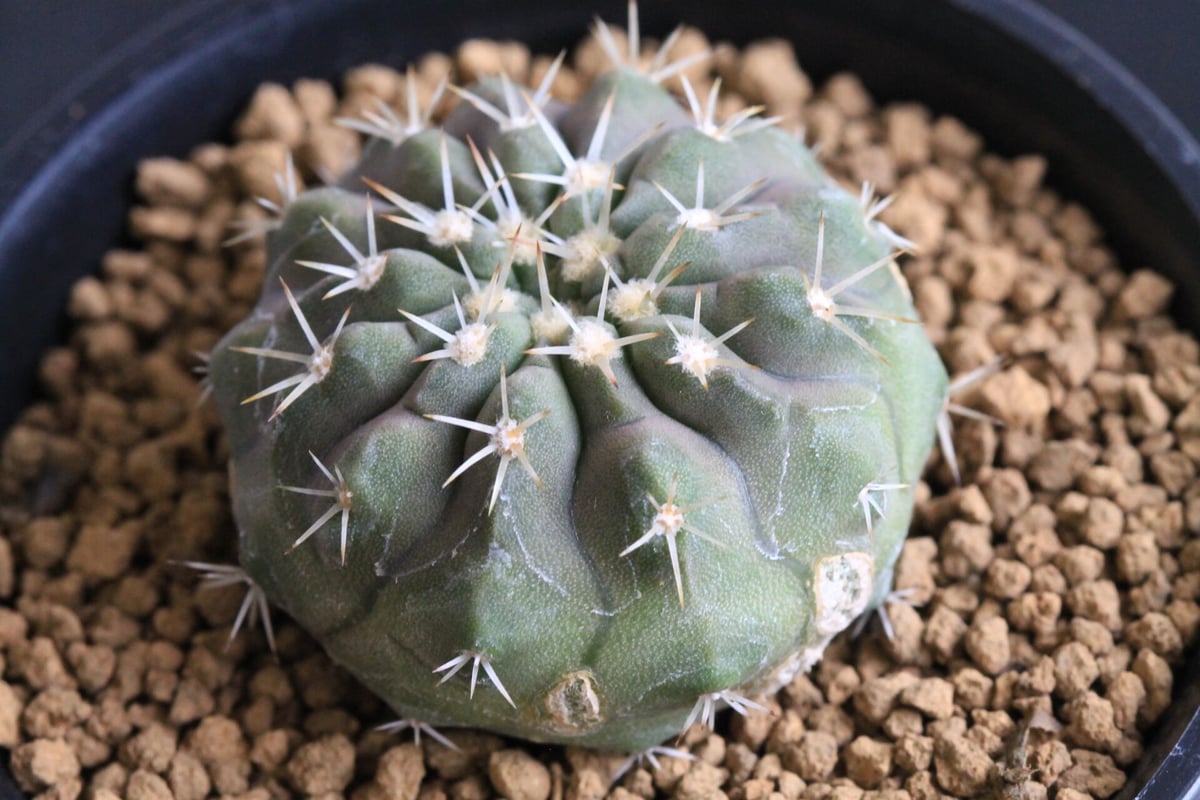 コピアポア コルムナ アルバ（実生） | hanayoshi-botanical