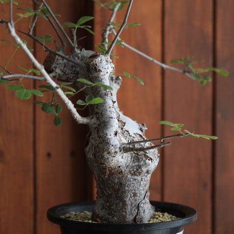 commiphora　オルビクラリス