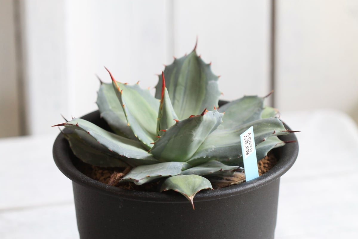 アガベ　吉祥天　抜き苗② アガベ 吉祥天錦 | hanayoshi-botanical