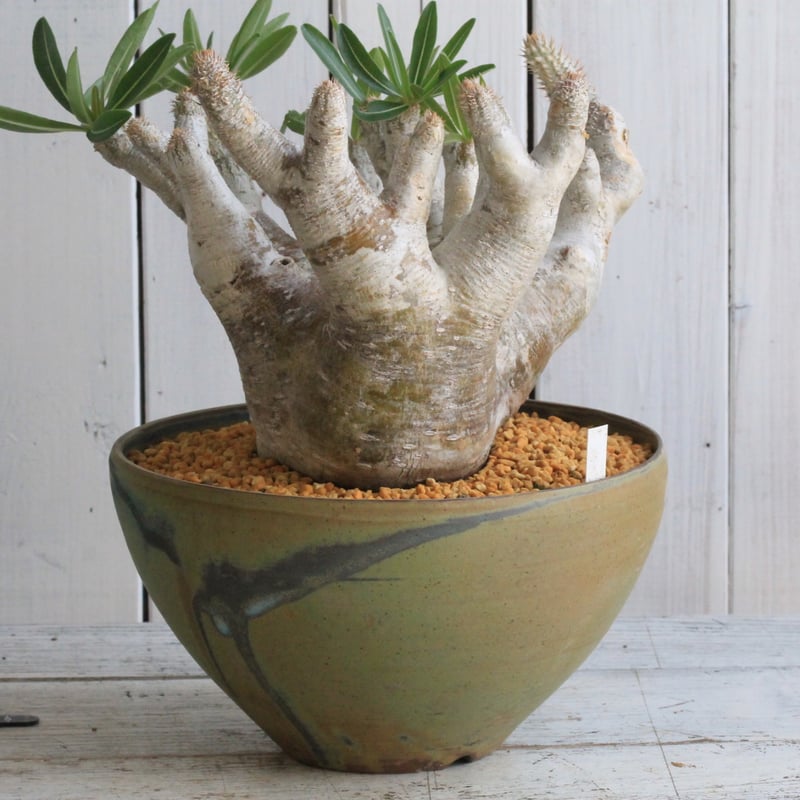 パキポディウム イノピナツム yaji²ポット | hanayoshi-botanical