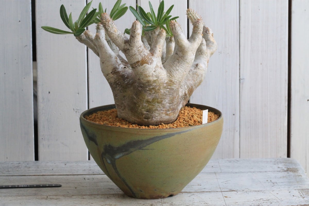 パキポディウム イノピナツム yaji²ポット | hanayoshi-botanical 