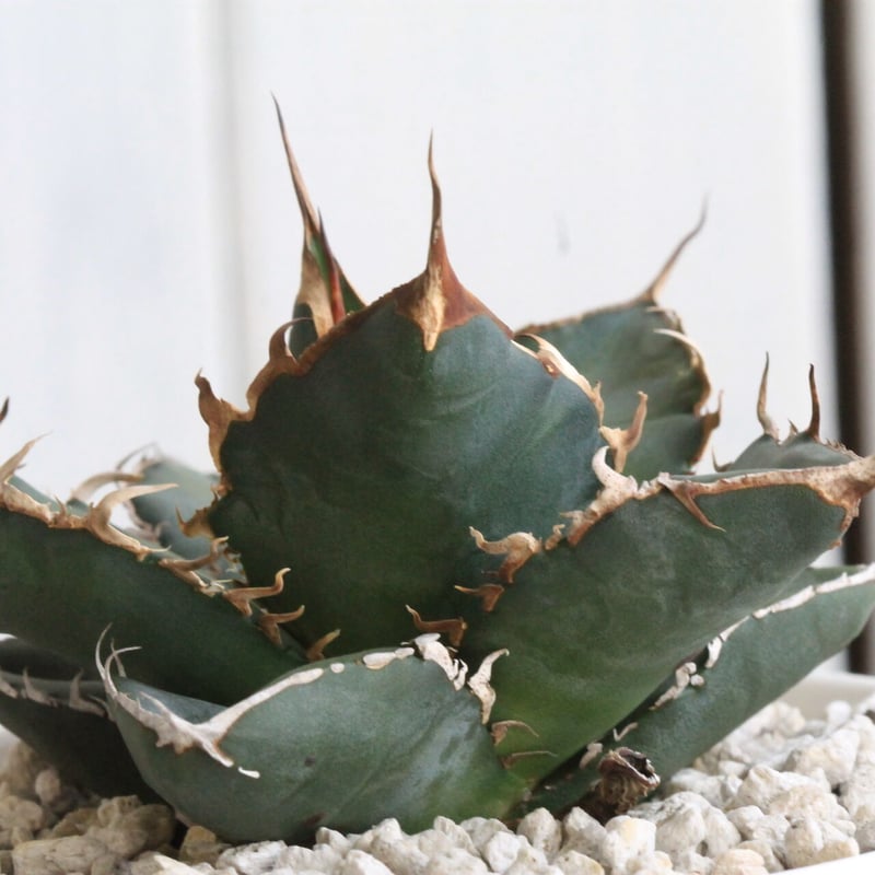 546【上澳園芸】 アガベ チタノタ 緑犀牛 濃黒棘 LED管理株 管理No.36361860】アガベ チタノタ 龍球会緑犀牛（発根済） ｜ Agave