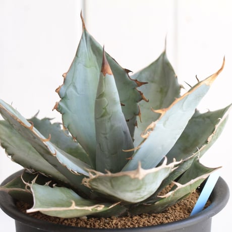 Agave titaota whit ice