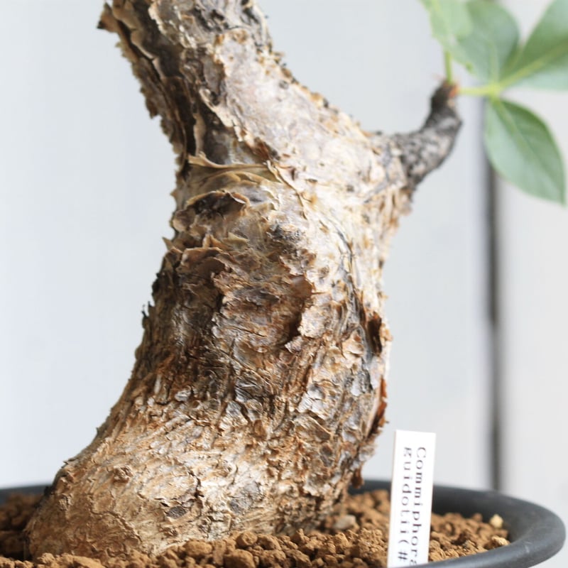 コミフォラ　グイドッティー　大株 fit=scale-down,w=1200