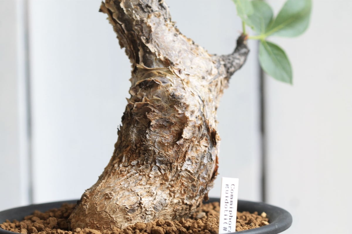 コミフォラ グイドッティ | hanayoshi-botanical