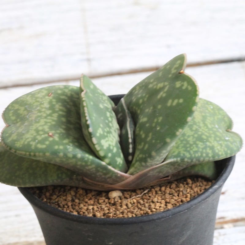 ガステリア 恐竜② | hanayoshi-botanical