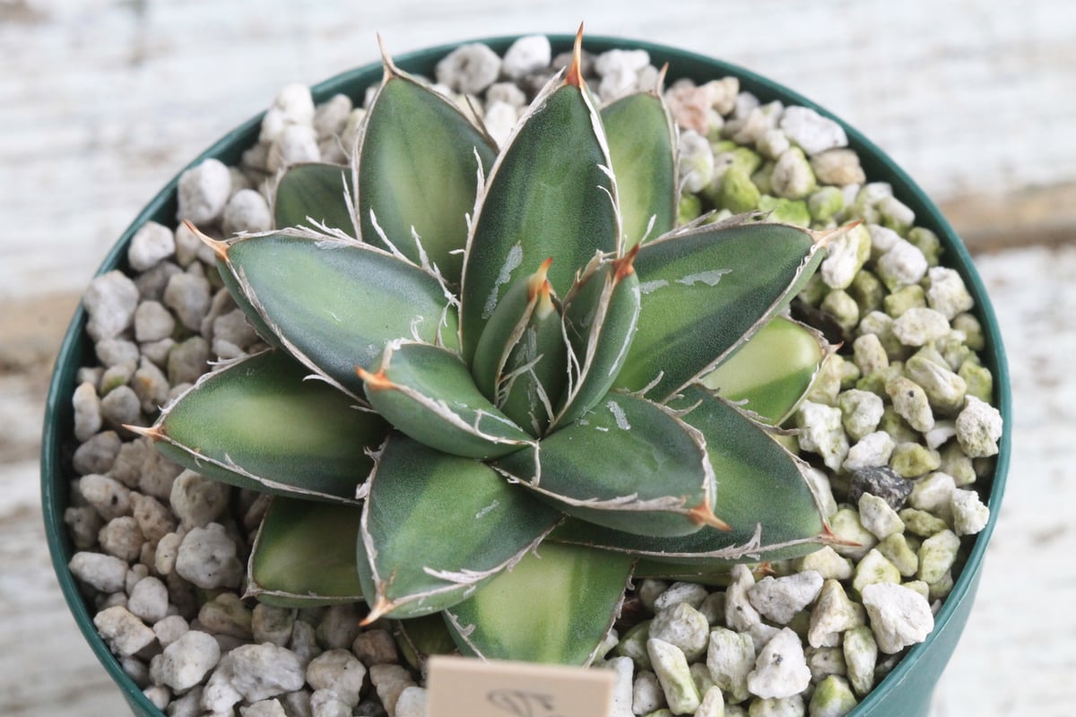 アガベ キンピー 王妃笹の雪B型錦 季節冴え中斑① | hanayoshi-botanical