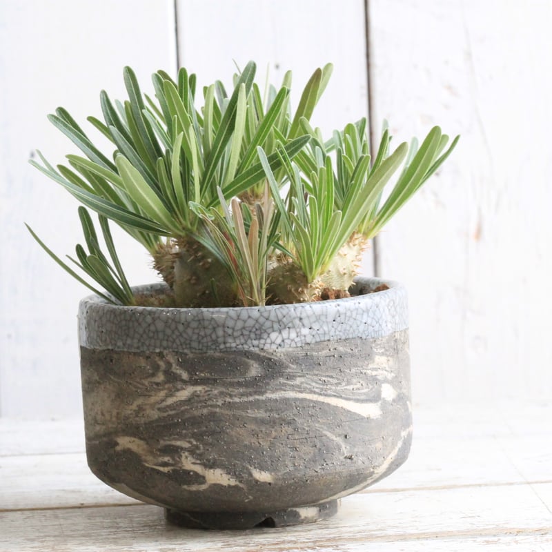 パキポディウム グラキリス 実生 Hanayoshi-botanicalオリジナルポット