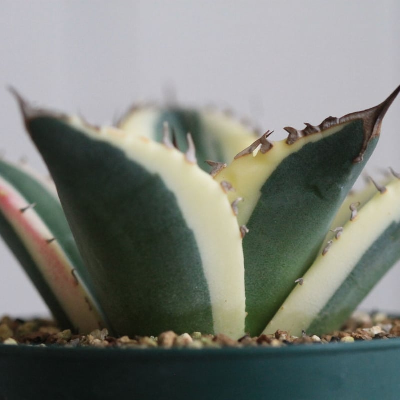 Agave titanota スナグルトゥース | hanayoshi-botanical