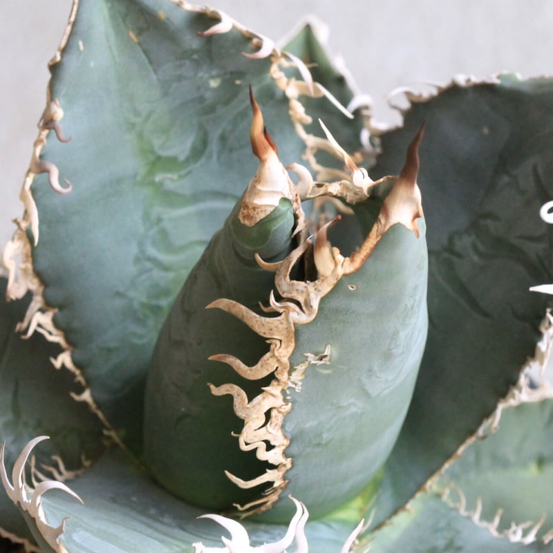 【3子株付き鉢毎発送‼️】 OSP産 アガベ　グレートホワイトシャーク 2025年最新】グレートホワイトシャーク アガベの人気アイテム