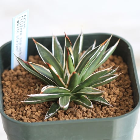 Agave filifera ssp .schidigera "white stripe'