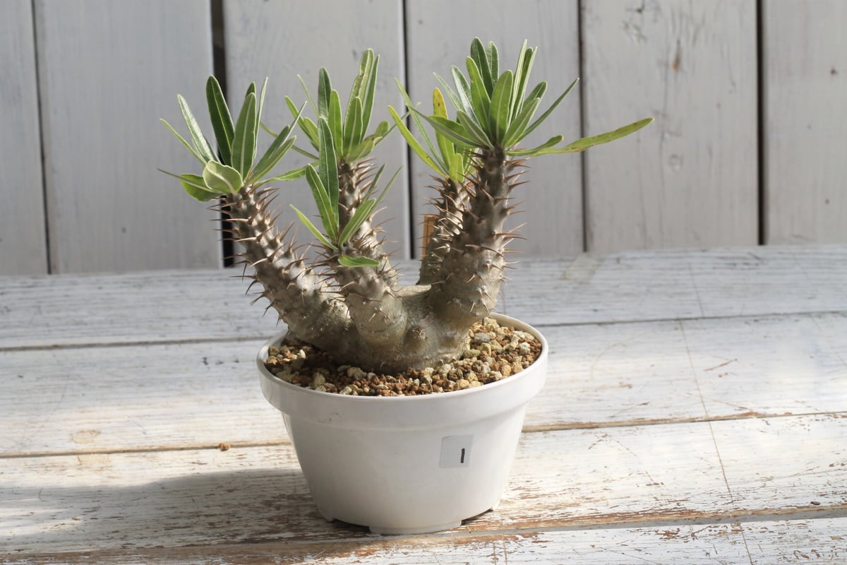 パキポディウム グラキリス 実生① | hanayoshi-botanical