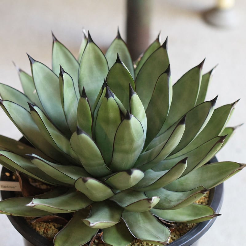 Agave Royal Spin アガベ ロイヤルスピン | hanayoshi-botanical