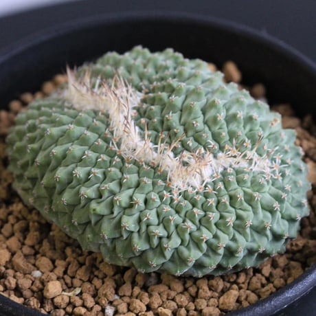 ストロンボカクタス　菊水綴化