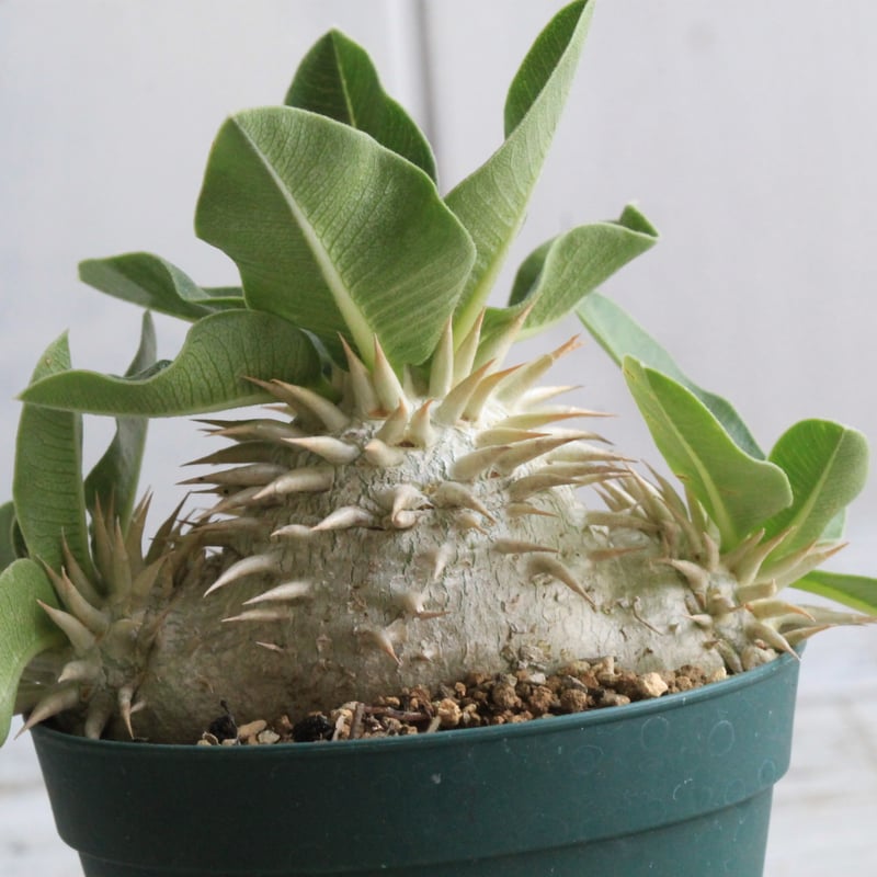 パキポディウム レウコキサンツム 実生 | hanayoshi-botanical