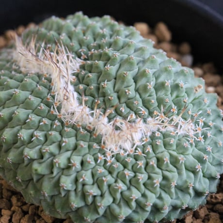 ストロンボカクタス　菊水綴化
