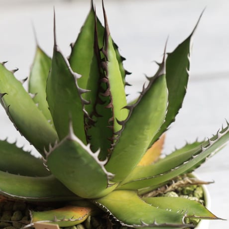Agave ホリダメキシカルメトル