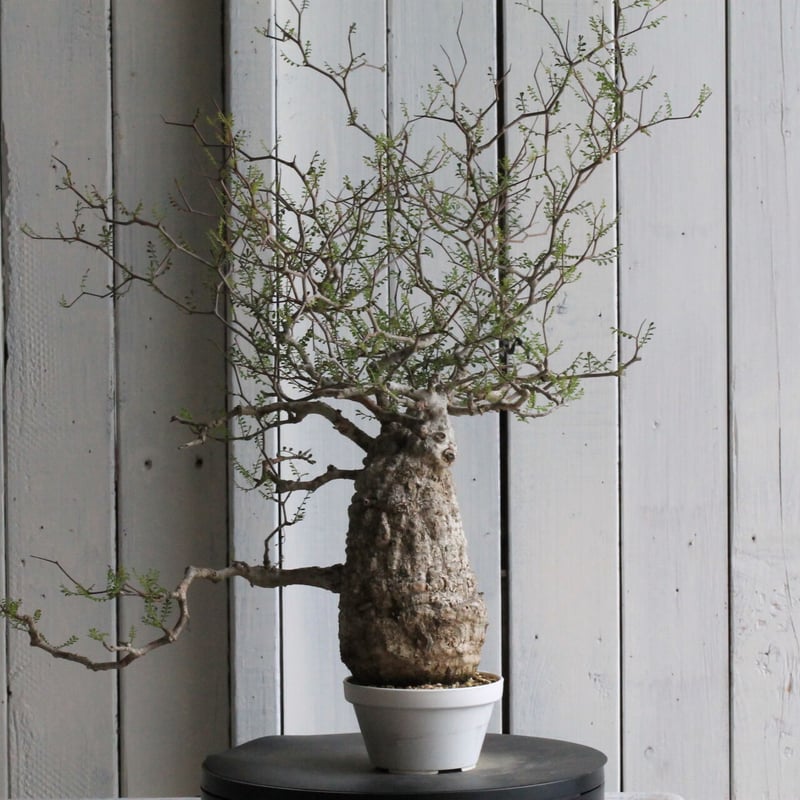 オペルクリカリア　パキプス　枝差し株 オペルクリカリア パキプス | hanayoshi-botanical