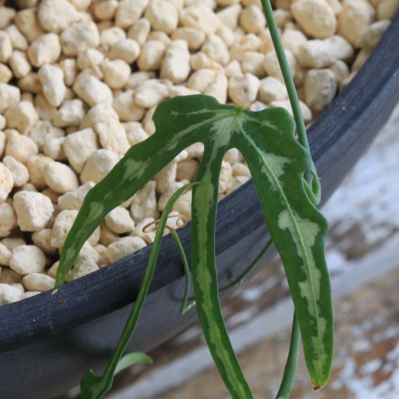 アデニア キルキー | hanayoshi-botanical