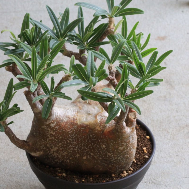 パキポディウム グラキリス | hanayoshi-botanical