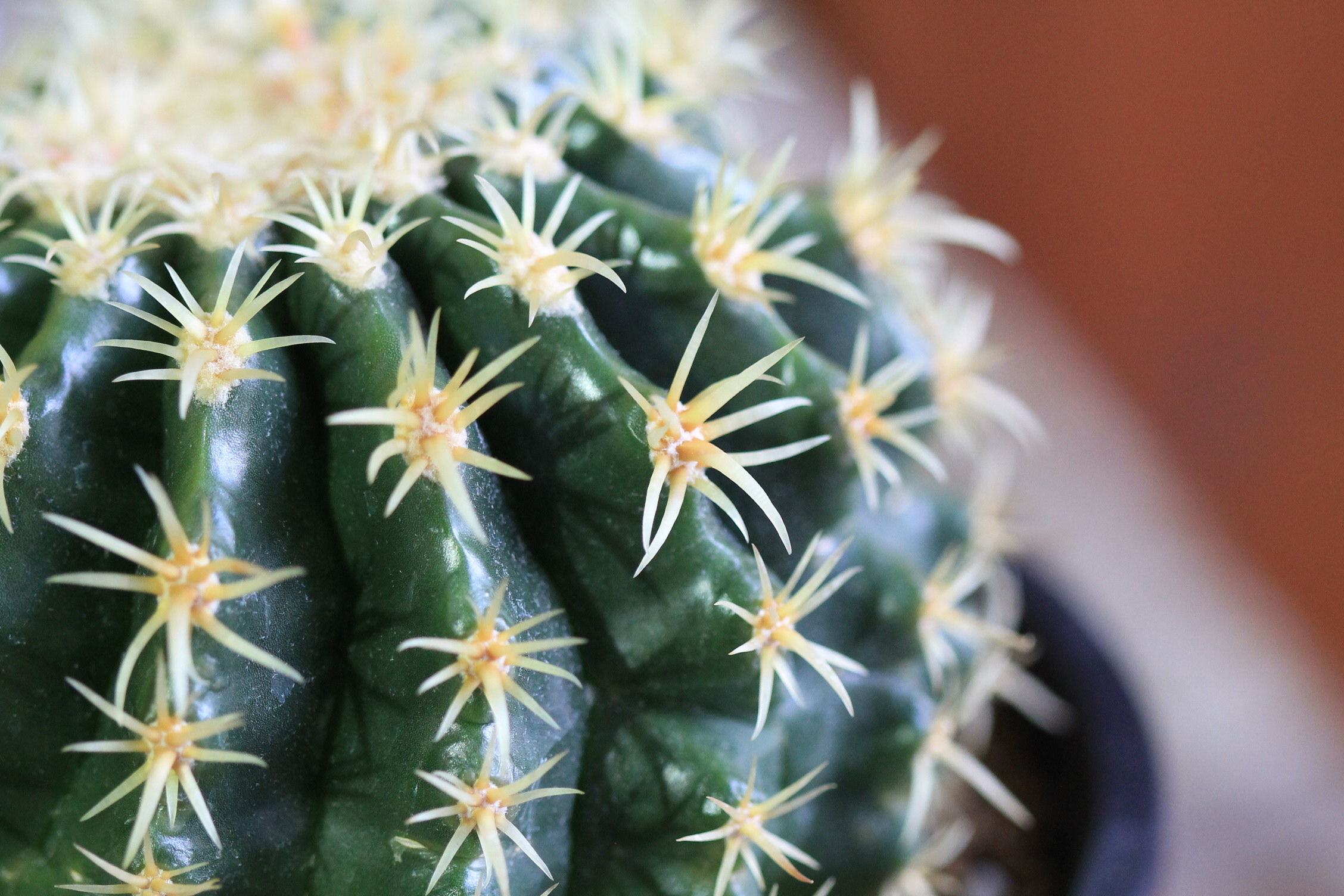 Echinocactus プラチナ金鯱 | hanayoshi-botanical