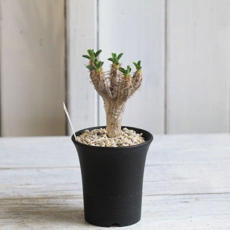 Euphorbia　ギラミニアナ
