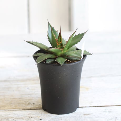 Agave ホリダ