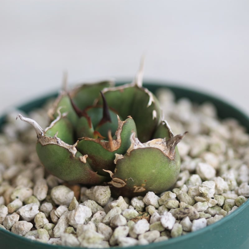 アガベ GGコンパクタ | hanayoshi-botanical