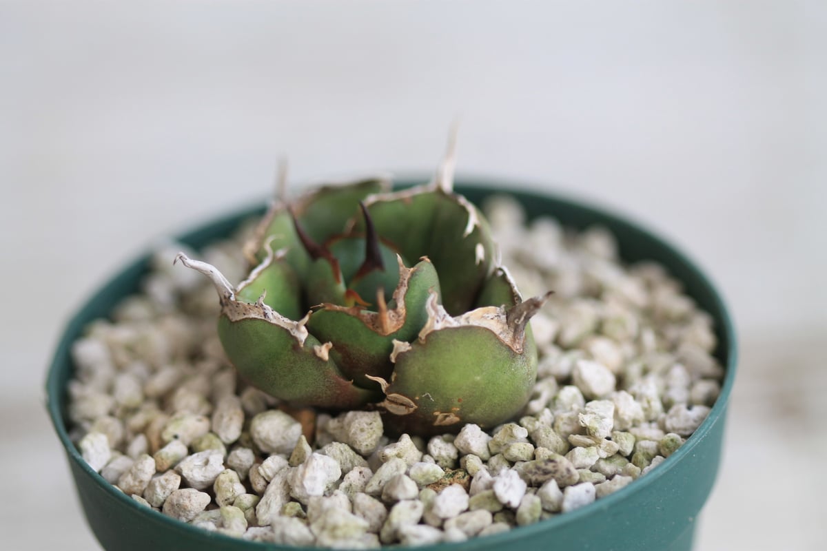 アガベ　インプレッサ　ドワーフクローン　コンパクタ アガベ GGコンパクタ | hanayoshi-botanical