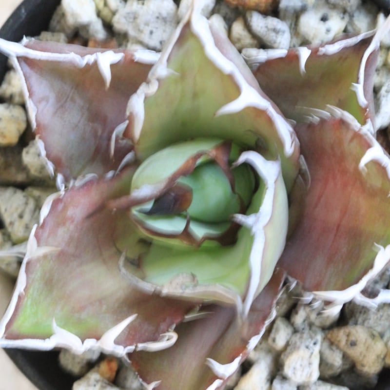 スーパーチタノタ アガベ・スーパーチタノタを手に入れた！ | すごいグリーン