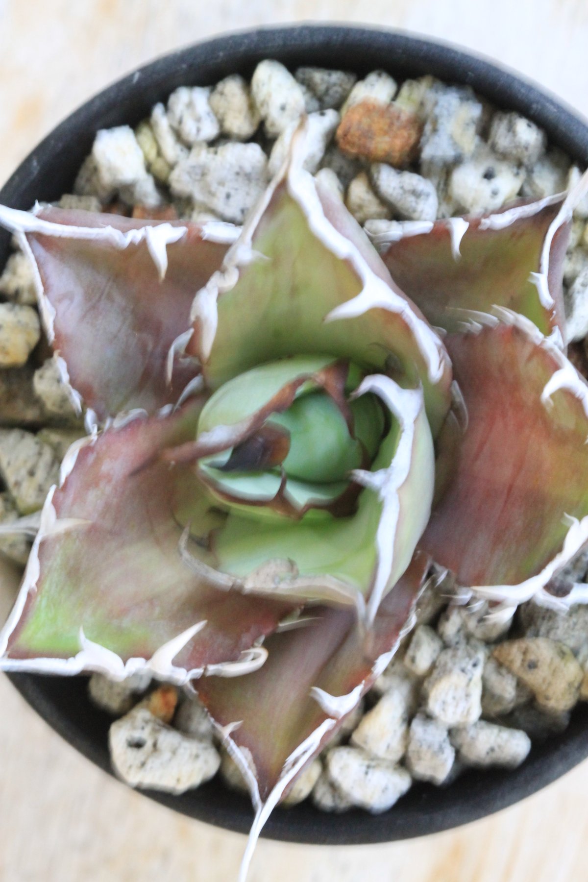 アガベ チタノタ スーパーワン③ | hanayoshi-botanical