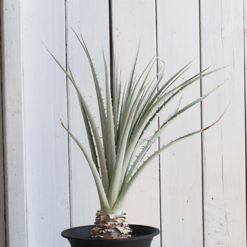 プヤ　セルーレア　マルチヘッド抜き苗 2025年最新】プヤ セルーレアの人気アイテム - メルカリ