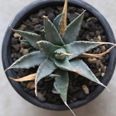 Agave  utahensis eborispina  ユタエンシス　エボリスピナ