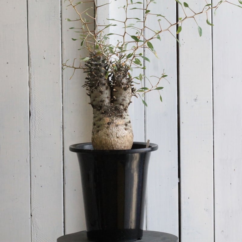 フォークイエリア コルムナリス 観峰玉 | hanayoshi-botanical