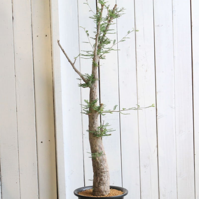 オペルクリカリア ヒファエノイデス挿木2年以上株 オペルクリ