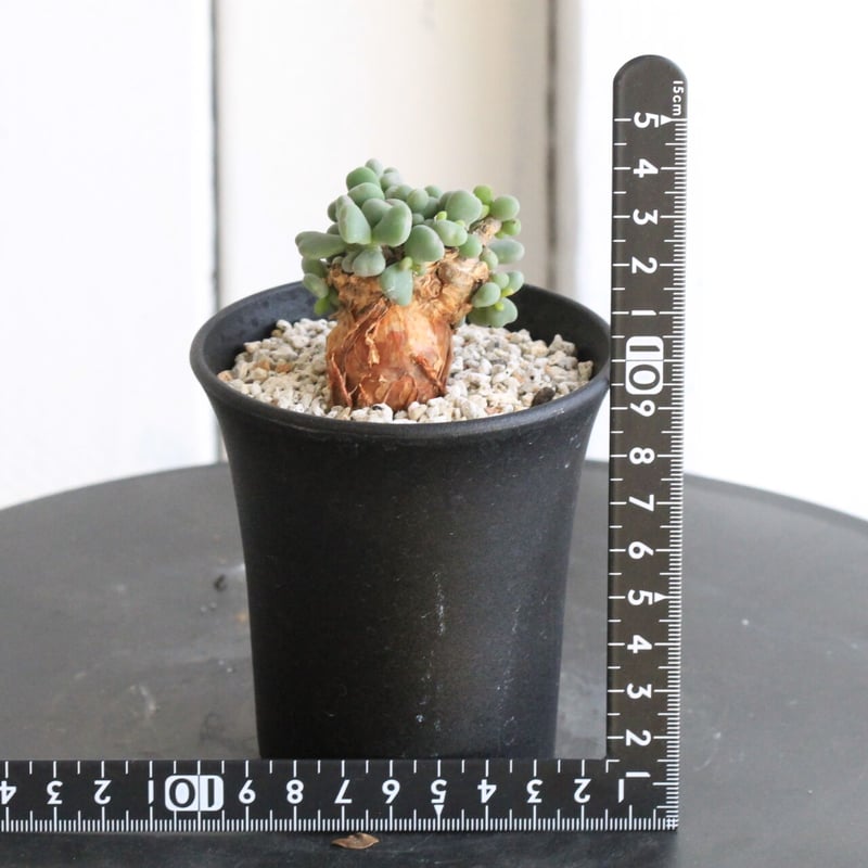 ケラリア ピグマエア | hanayoshi-botanical