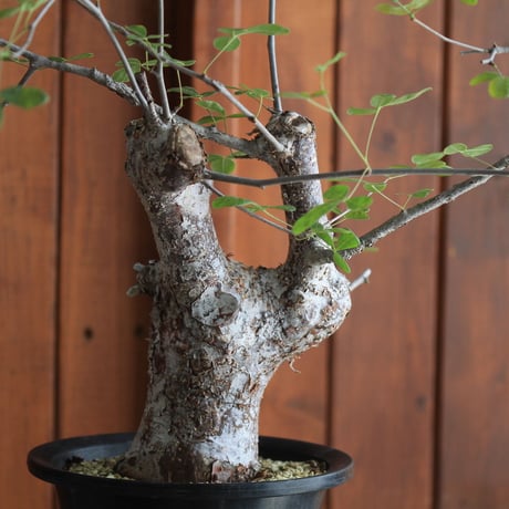commiphora　オルビクラリス