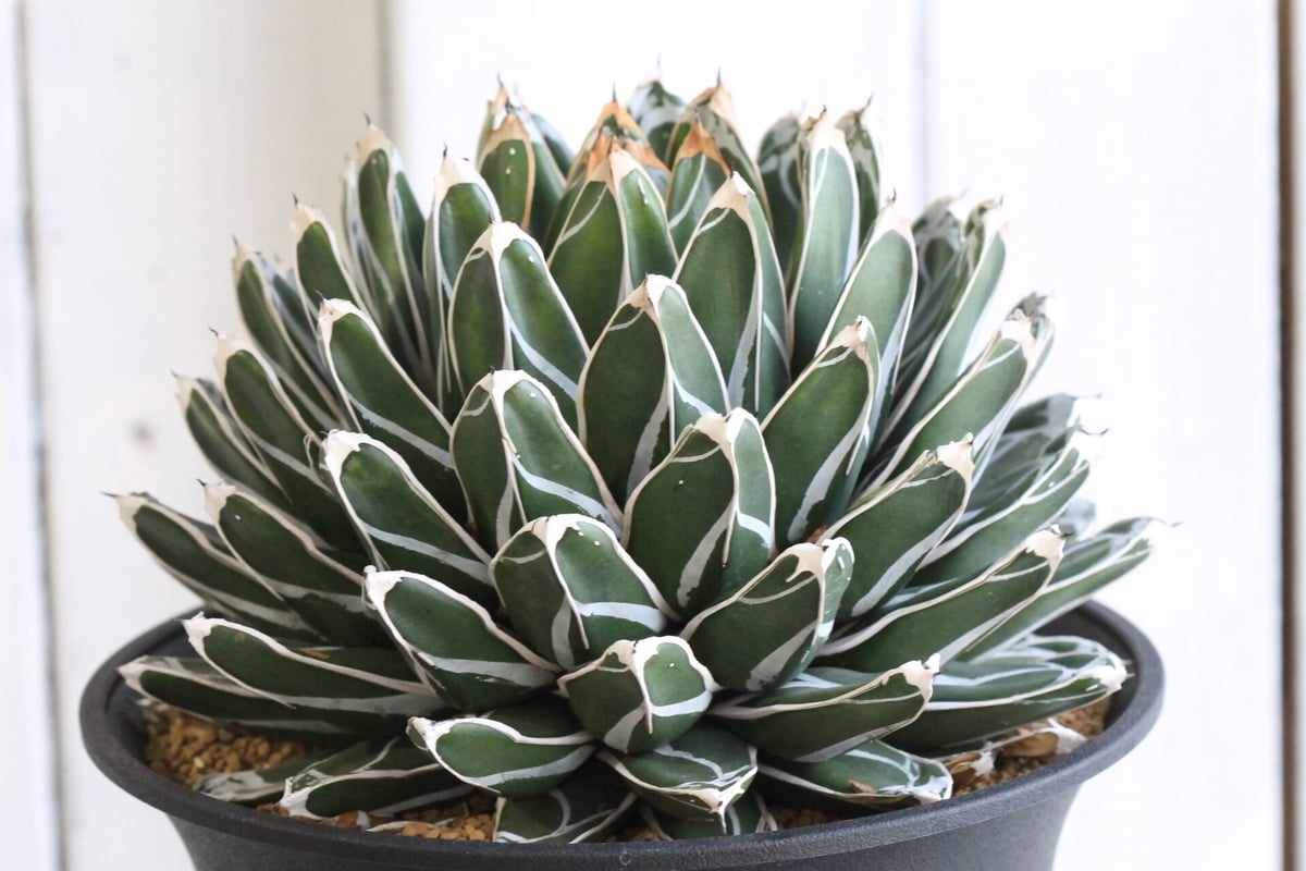 アガベ 児玉姫笹の雪 | hanayoshi-botanical