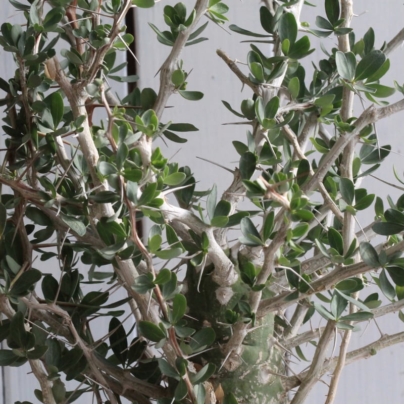 フォークイエリア　コルムナリス　観峰玉 fit=scale-down,w=1200