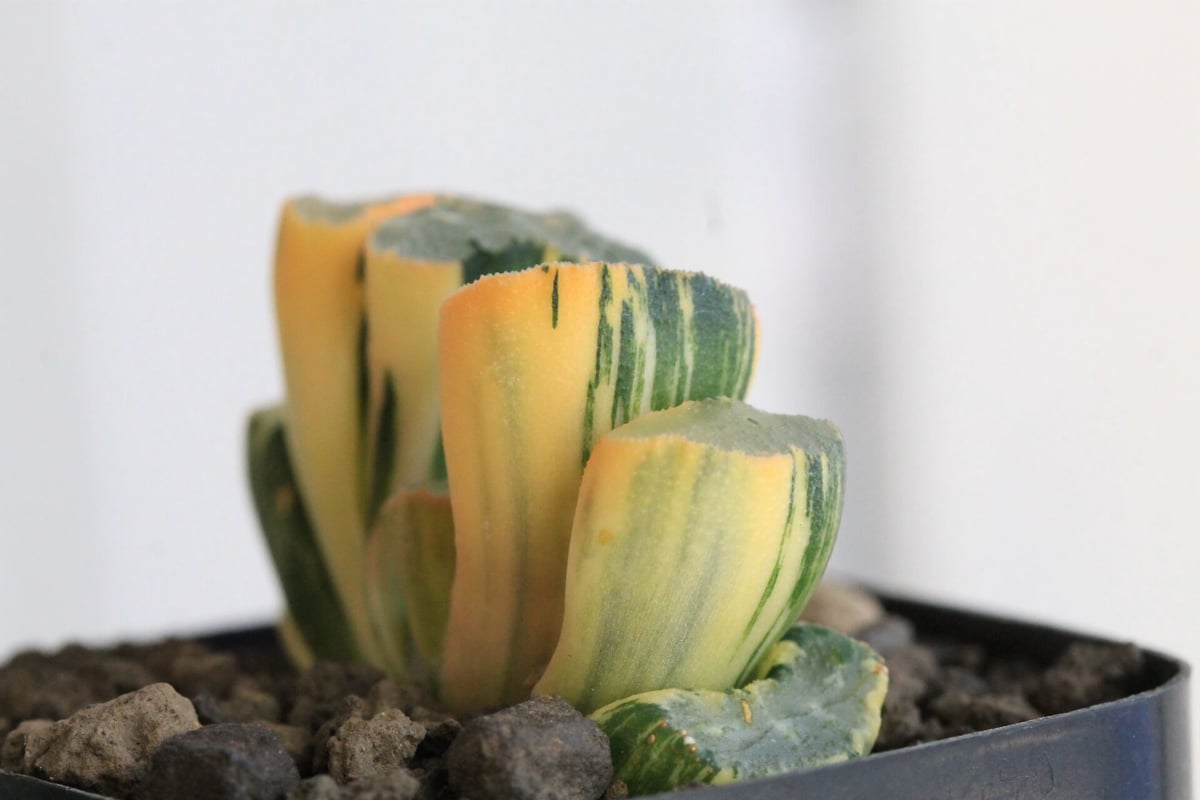 16d ハオルチア多肉植物白蛇伝自家繁殖 16d ハオルチア多肉植物白蛇伝自家繁殖