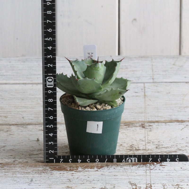 アガベ イシスメンシス グリーンダルマ① | hanayoshi-botanical