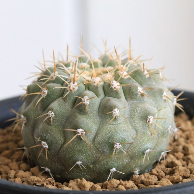 コピアポア コルムナ アルバ（実生） | hanayoshi-botanical