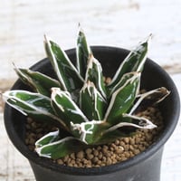 アガベ オバティフォリア キラー | hanayoshi-botanical